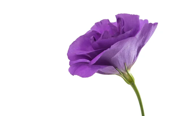 Eustoma bloem — Stockfoto