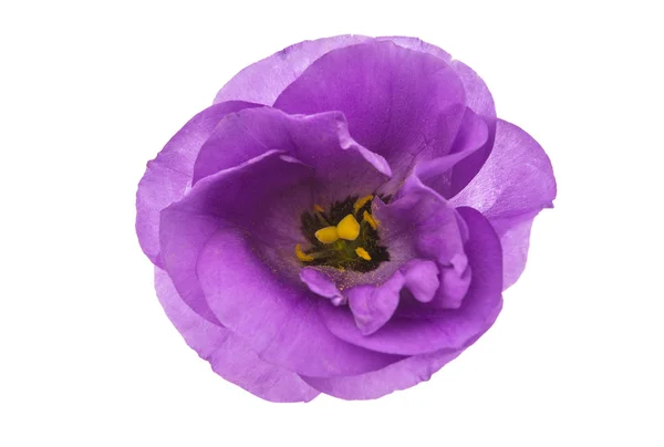 Eustoma kwiat — Zdjęcie stockowe