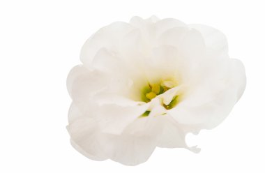 eustoma çiçek 