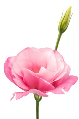 eustoma çiçek 