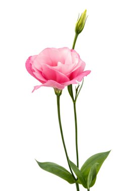 eustoma çiçek 