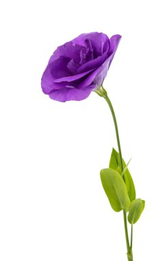 eustoma çiçek 