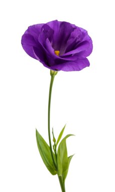 eustoma çiçek 
