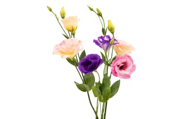 eustoma çiçek 