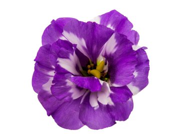eustoma çiçek 