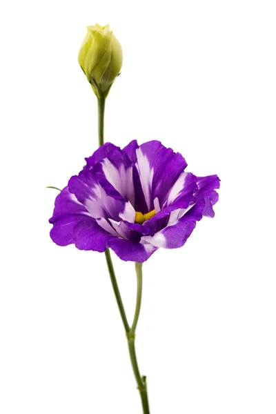 Flor de eustoma — Fotografia de Stock