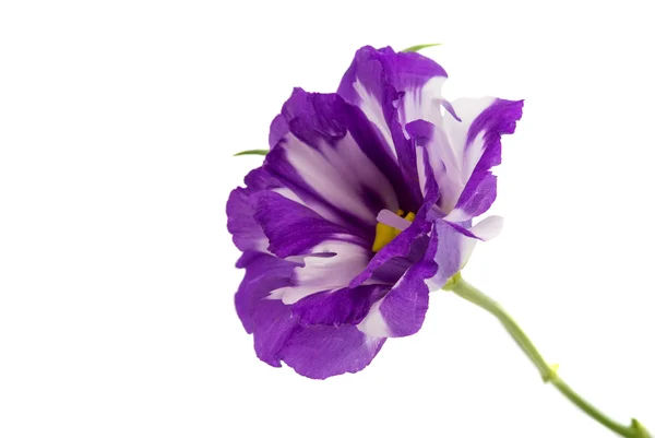 Eustoma květ — Stock fotografie