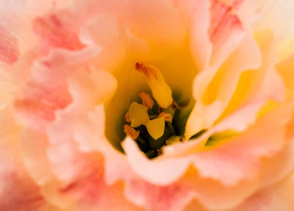 Eustoma çiçek — Stok fotoğraf