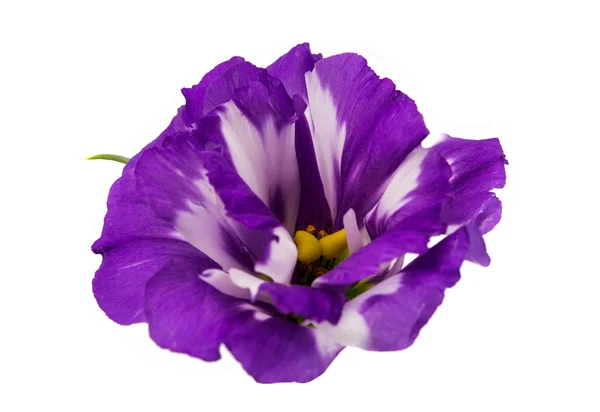 Eustoma-Blüte — Stockfoto