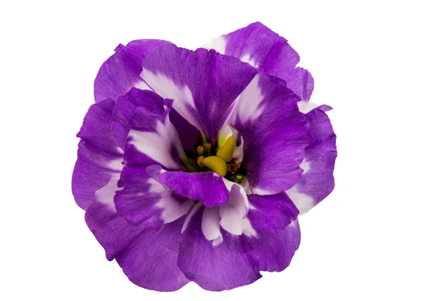 Eustoma květ — Stock fotografie