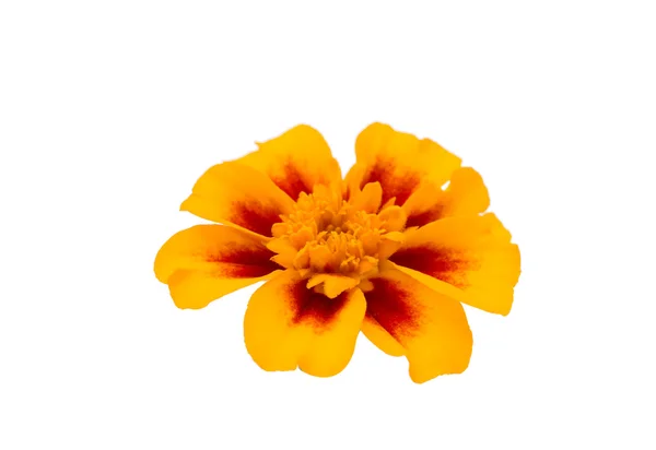 Calendule isolate — Foto Stock