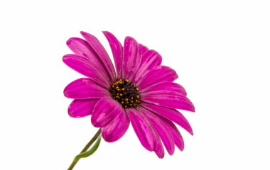 Mor pembe Osteosperumum çiçek papatya