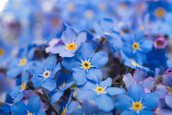 Forget-me kwiatVergeet-mij-bloem — Stockfoto