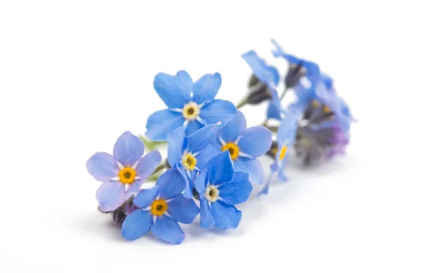 Forget-me kwiatVergeet-mij-bloem — Zdjęcie stockowe