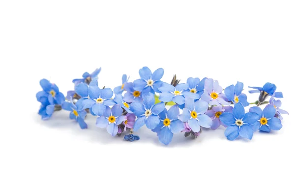 Glöm-mig-blomma — Stockfoto