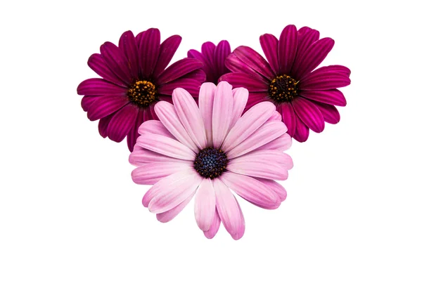 A violet Pink Osteosperumum Flower Daisy — Stock Photo, Image