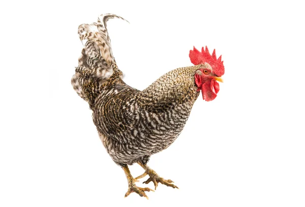 Rooster — Stock Photo, Image