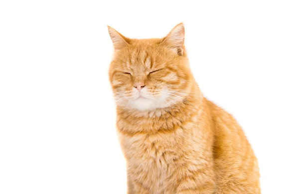 Ginger cat isolated — Stock Photo, Image