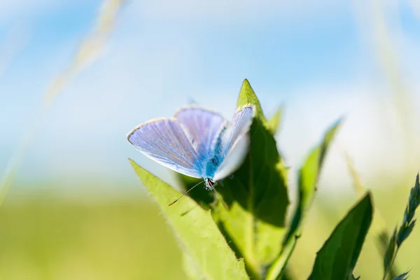 Borboleta azul — Fotografia de Stock