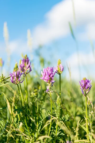 Blumen im Wiesensommer — Stockfoto