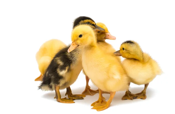 Little goslings — Stock Photo, Image