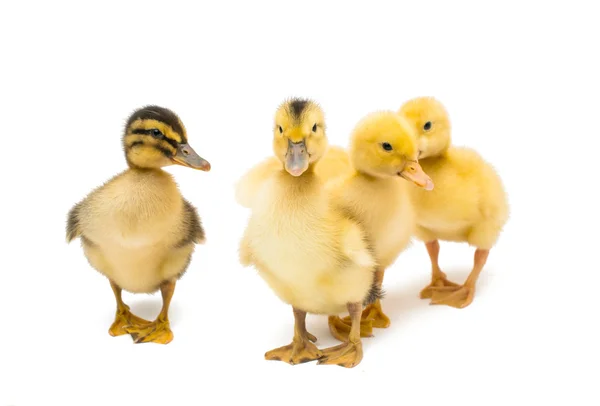 Little goslings — Stock Photo, Image