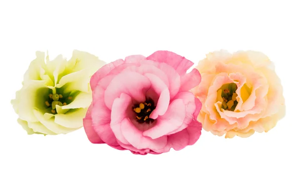 Eustoma kwiat — Zdjęcie stockowe