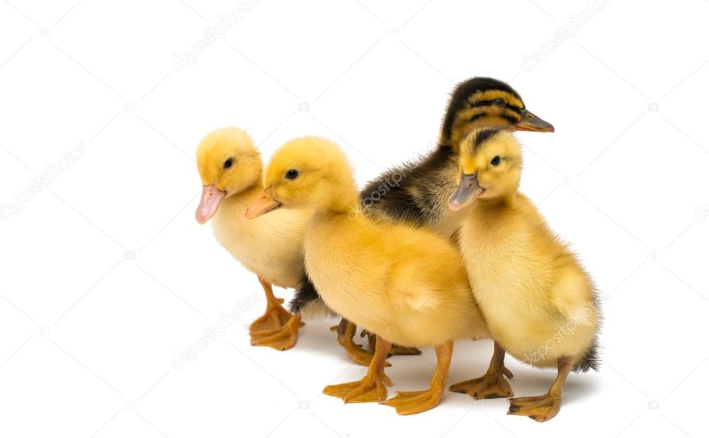 little goslings 