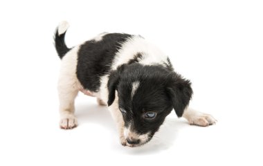 Köpek yavrusu 