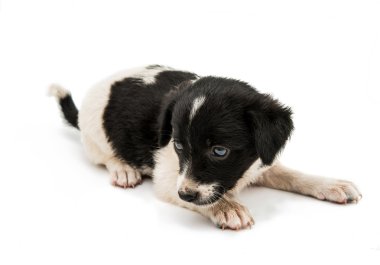 Köpek yavrusu 