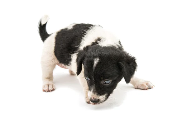 Puppy — Stock Photo, Image