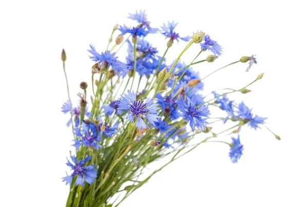 Bouquet of cornflowers — Stock Photo, Image