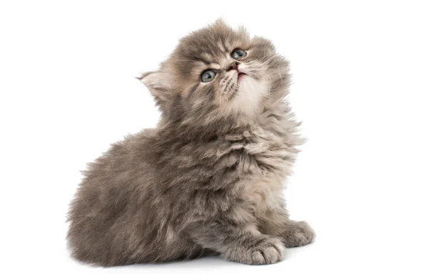 Beautiful fluffy little kittens — Stock Photo, Image