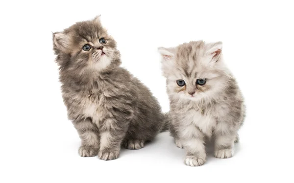 Güzel kabarık küçük kedi yavrusu — Stok fotoğraf