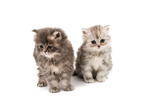 Beautiful fluffy little kittens — Stock Photo, Image