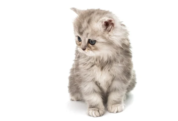 美丽毛茸茸的小小猫 — 图库照片