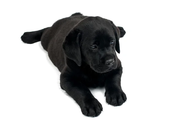 Labrador nero — Foto Stock