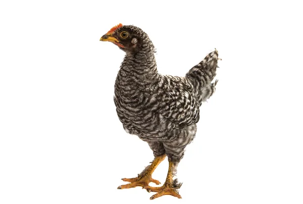 Kuřata — Stock fotografie