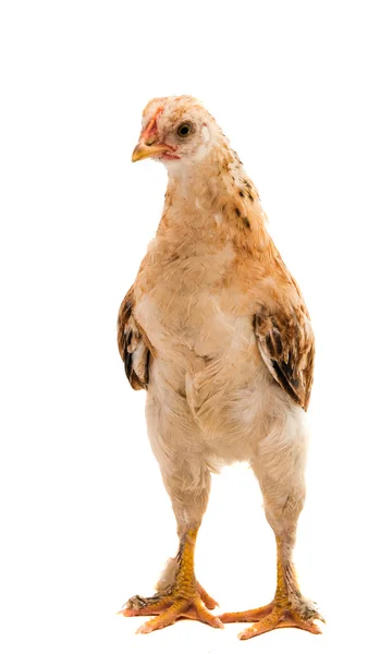 Chickens — Stock Photo, Image