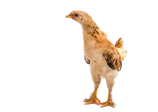 Hühner — Stockfoto
