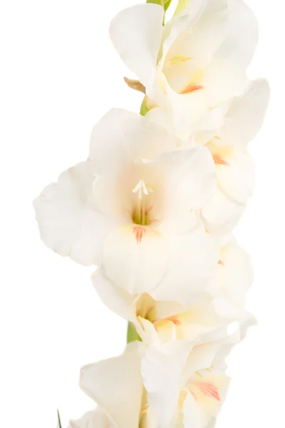 Gladiolus virág — Stock Fotó