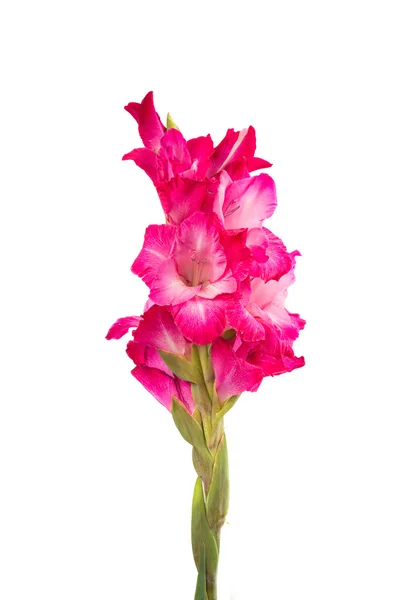 Γλαδιόλες λουλούδι — Φωτογραφία Αρχείου