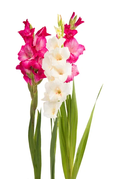 Gladiolus flower — Stock Photo, Image