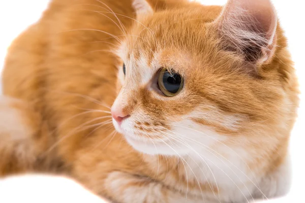 Gato vermelho — Fotografia de Stock