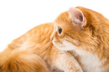 güzel kırmızı kedi 