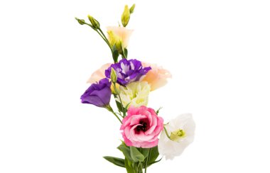 eustoma çiçek 