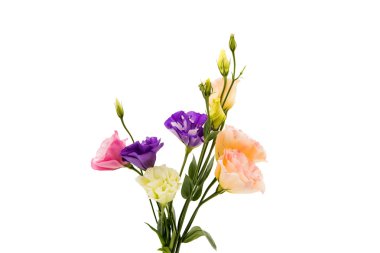 eustoma çiçek 