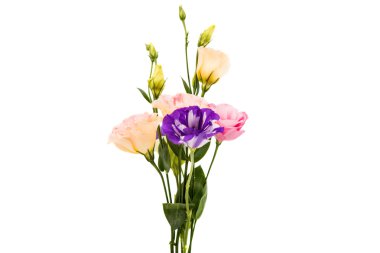 eustoma çiçek 
