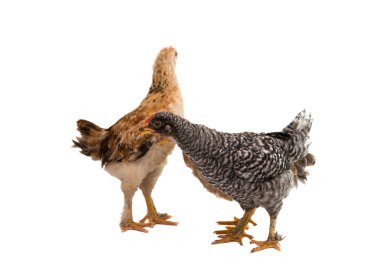 Tavuk arıyorsunuz ve ayakta