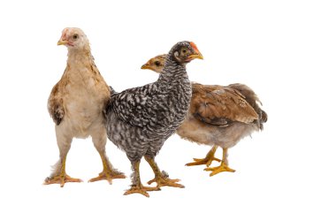 Tavuk arıyorsunuz ve ayakta